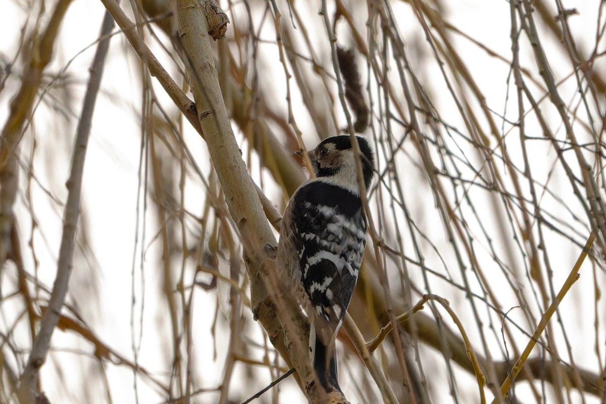 Lesser Spotted Woodpecker - ML647040776
