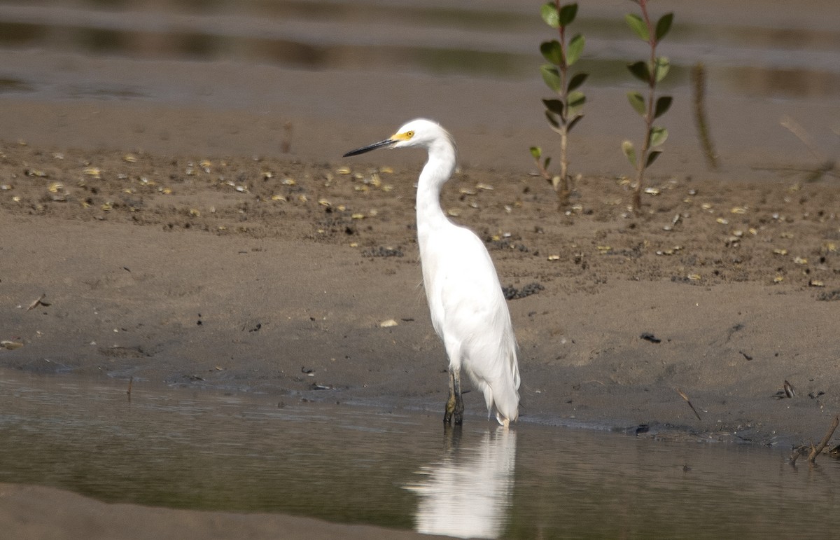 Garceta Nívea - ML647040778