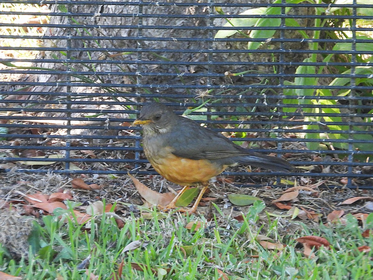 Olive Thrush - ML647040779