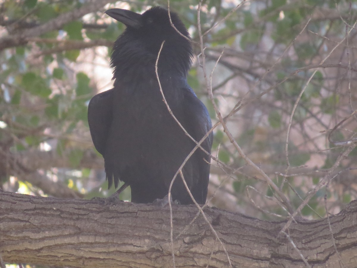 Common Raven - ML647040783