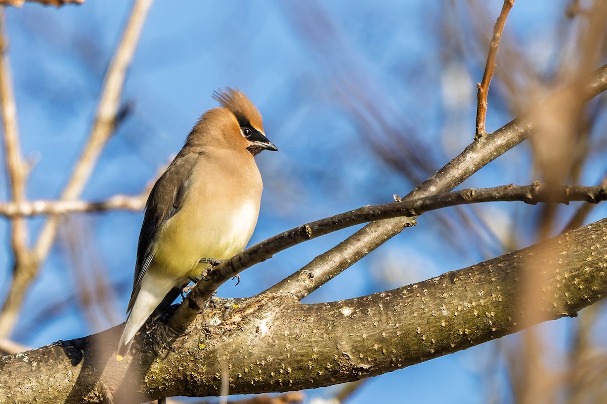 ヒメレンジャク - ML647040784