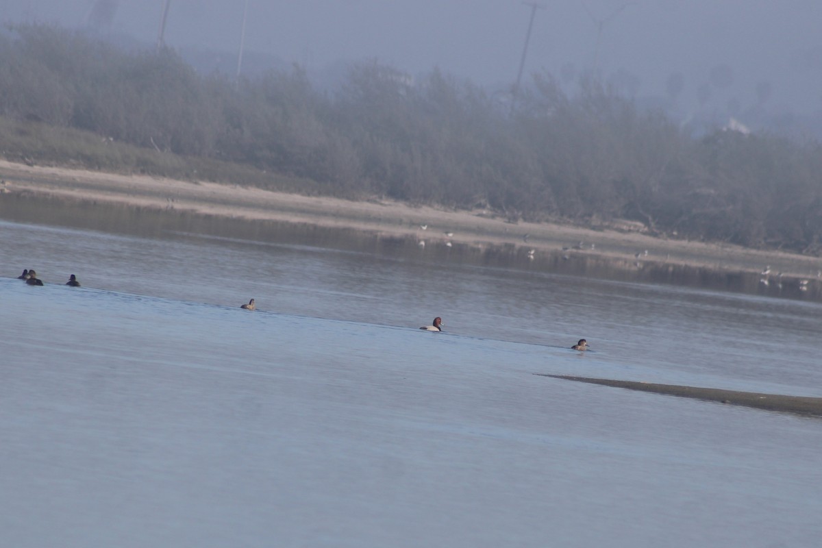 Redhead - ML647040786