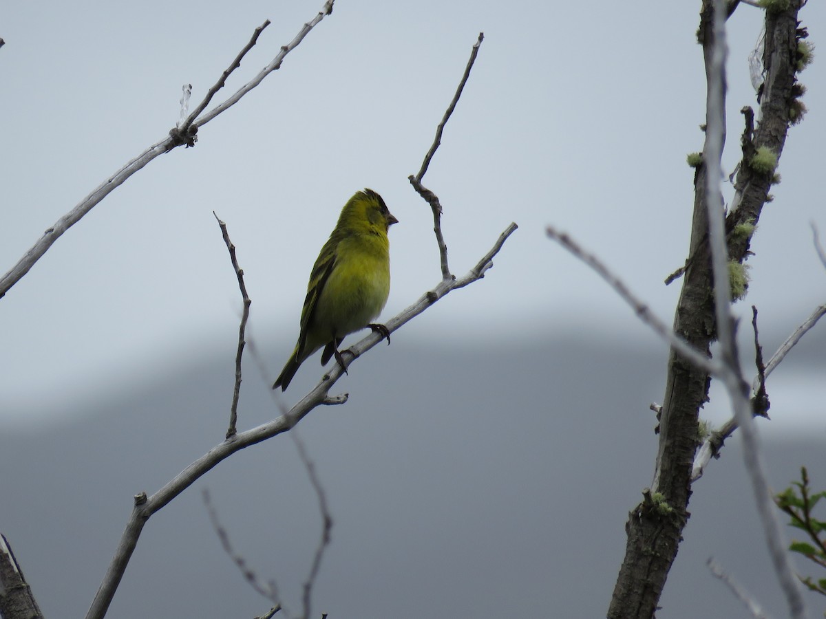 Black-chinned Siskin - ML647040796