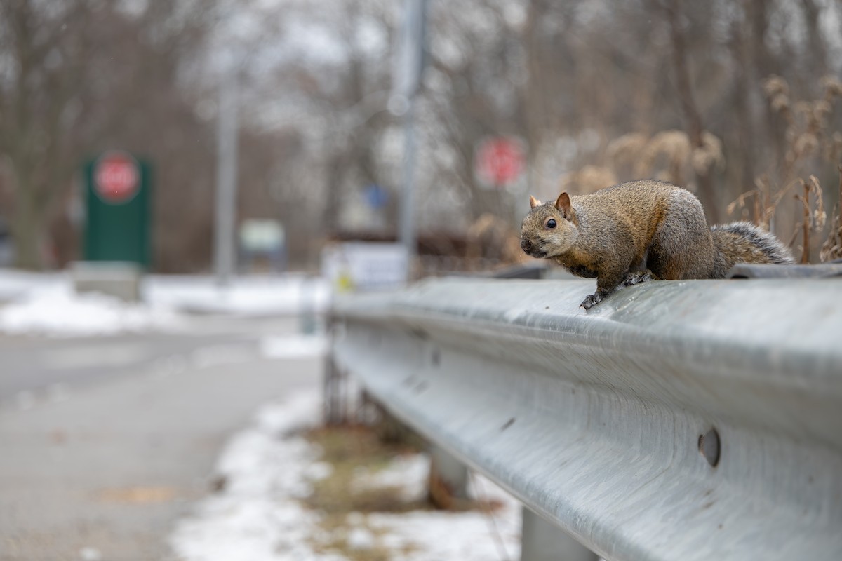 Eastern Gray Squirrel - ML647040799