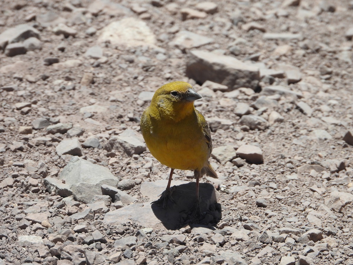 Greater Yellow-Finch - ML647040800