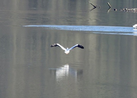 Nashornpelikan - ML647040804