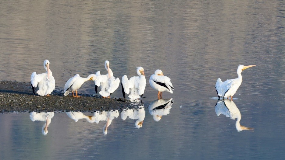 Nashornpelikan - ML647040810