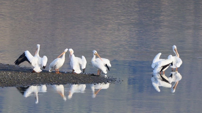 Nashornpelikan - ML647040818