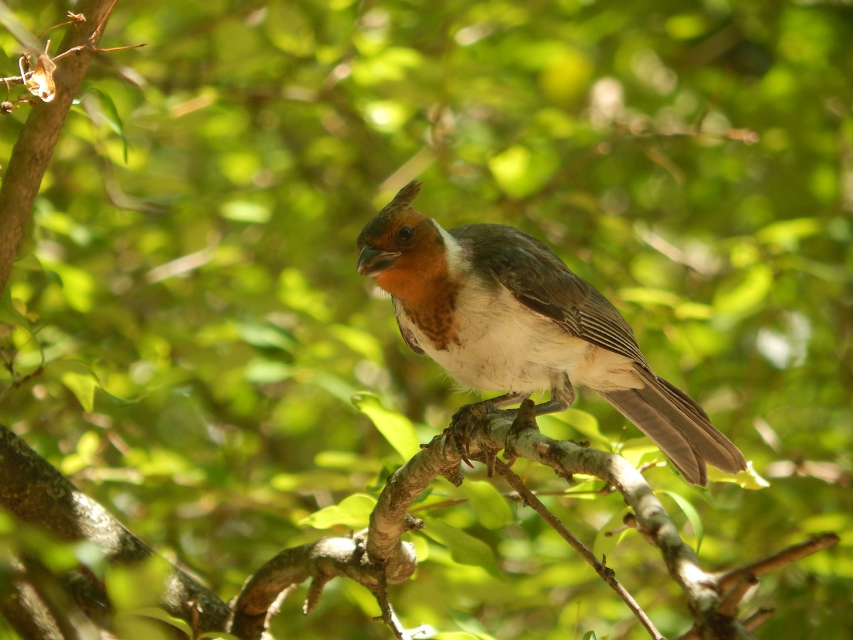 Sucrier à ventre jaune - ML647040828