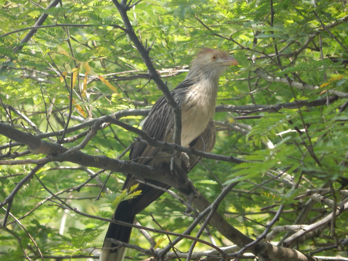 Sucrier à ventre jaune - ML647040829
