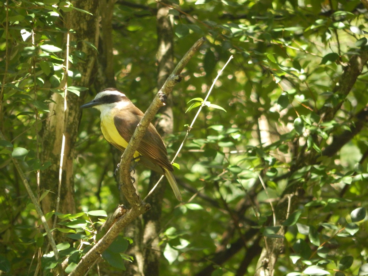 Sucrier à ventre jaune - ML647040830