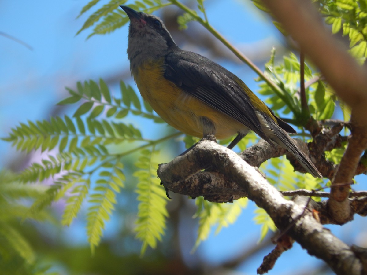 Sucrier à ventre jaune - ML647040831