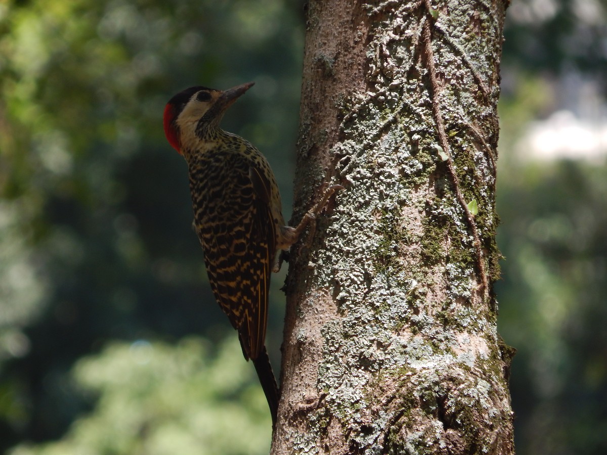 Sucrier à ventre jaune - ML647040833