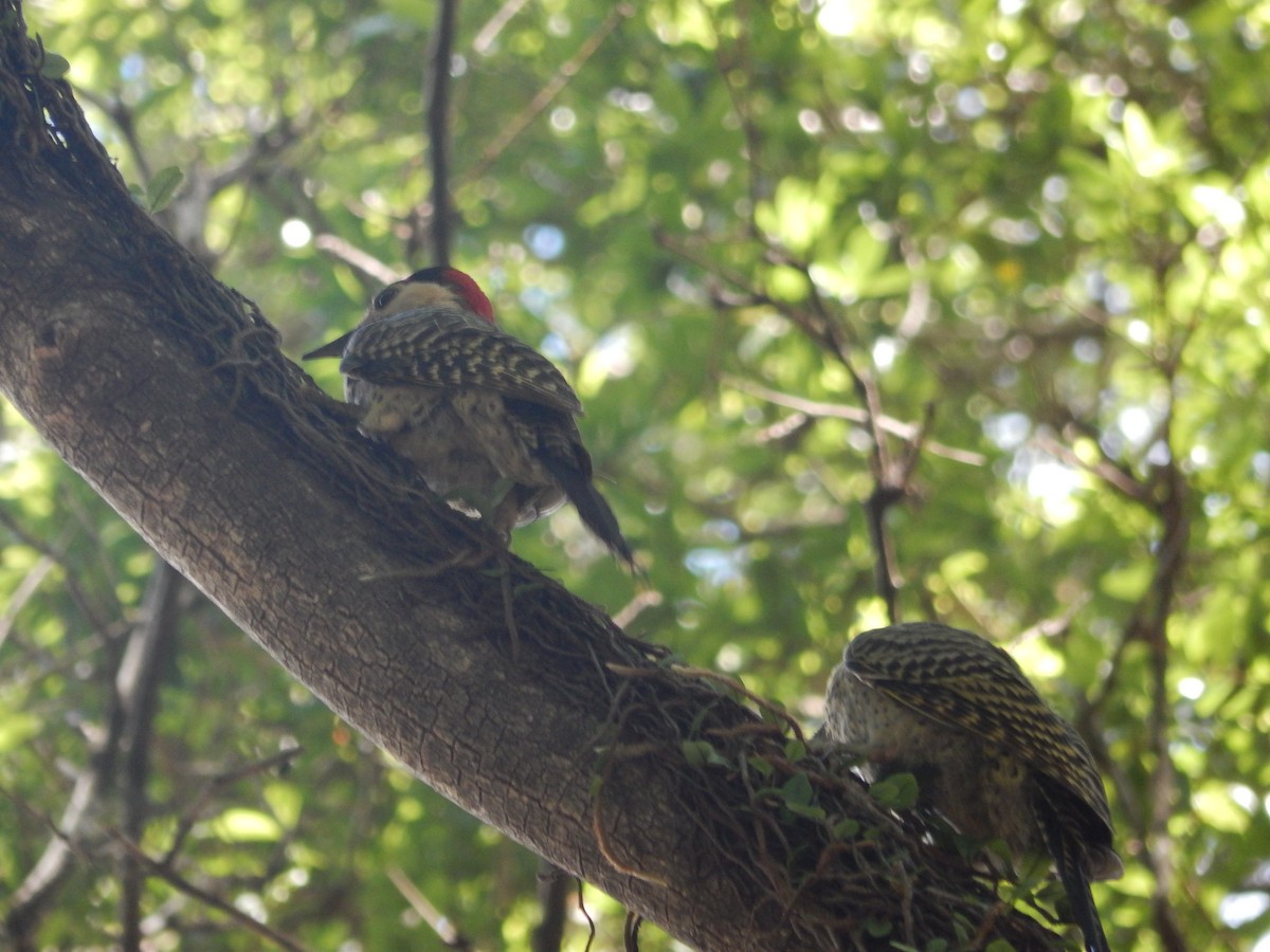 Sucrier à ventre jaune - ML647040834