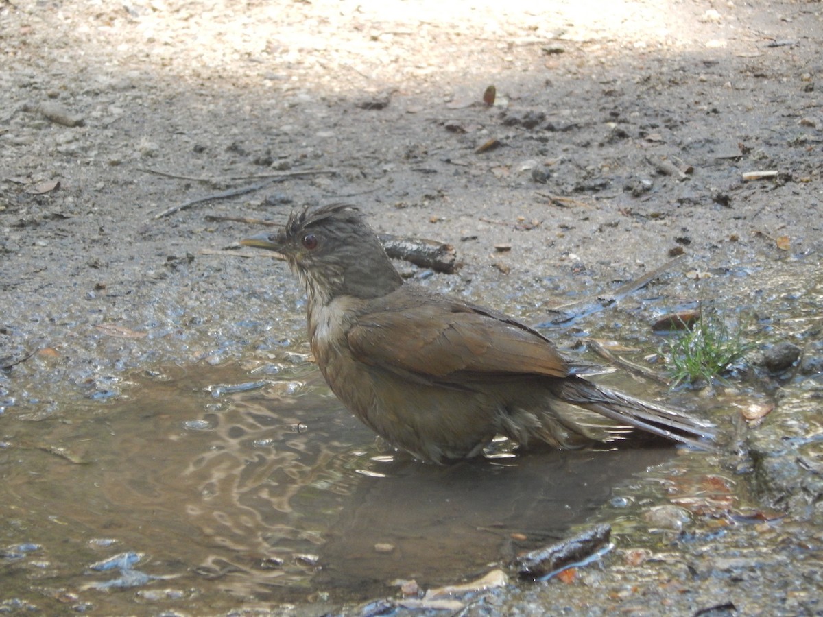Sucrier à ventre jaune - ML647040835