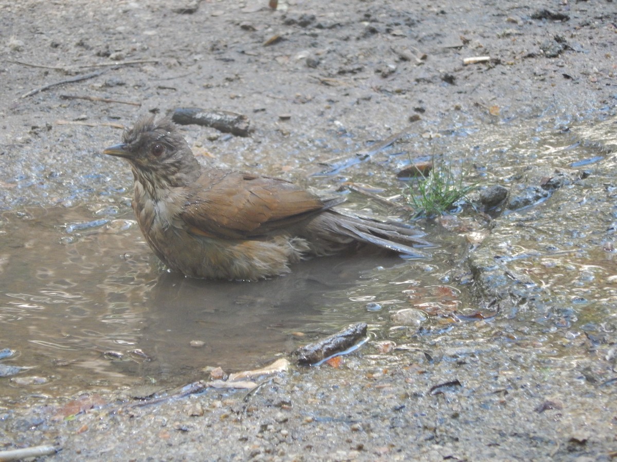 Sucrier à ventre jaune - ML647040836