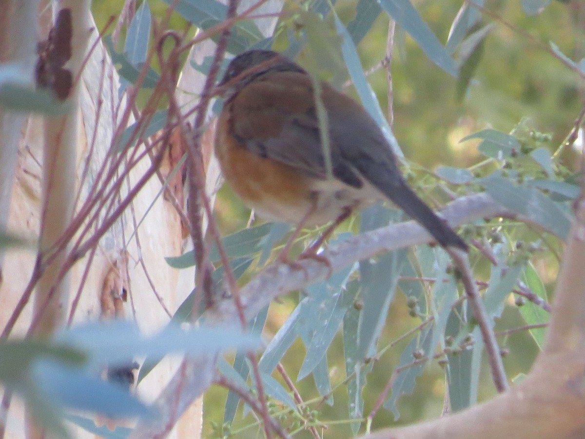 Zorzal Dorsirrufo - ML647040838