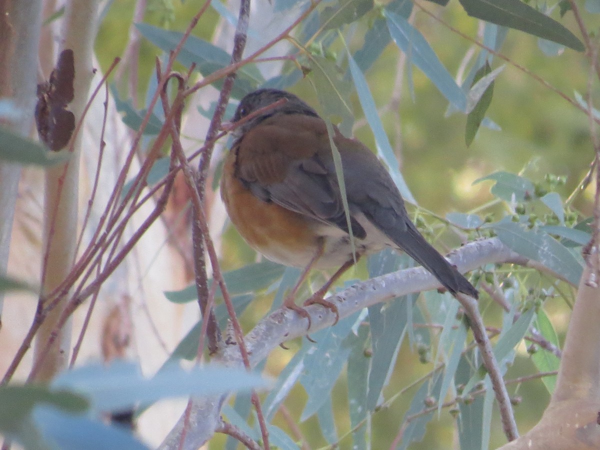 Zorzal Dorsirrufo - ML647040839