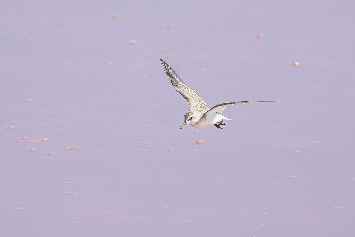 Baird's Sandpiper - ML647040853