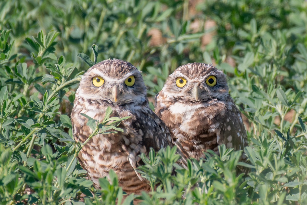 Burrowing Owl - ML647040857