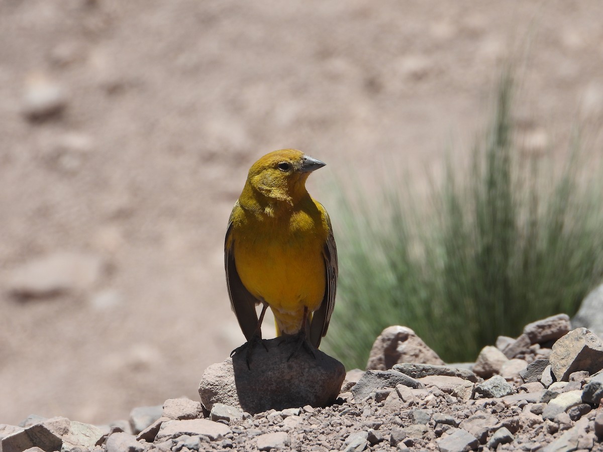 Greater Yellow-Finch - ML647040859