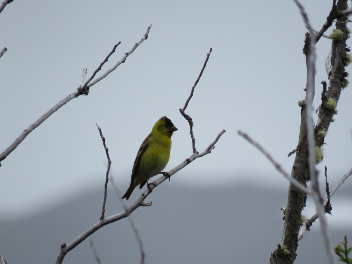 Black-chinned Siskin - ML647040872