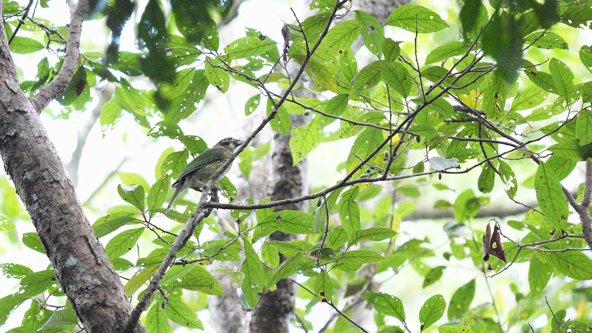 flekkattefugl - ML647040881