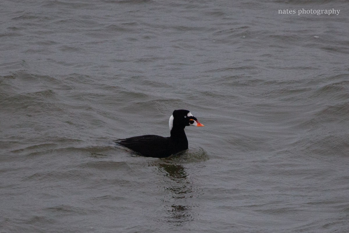 Surf Scoter - ML647040886