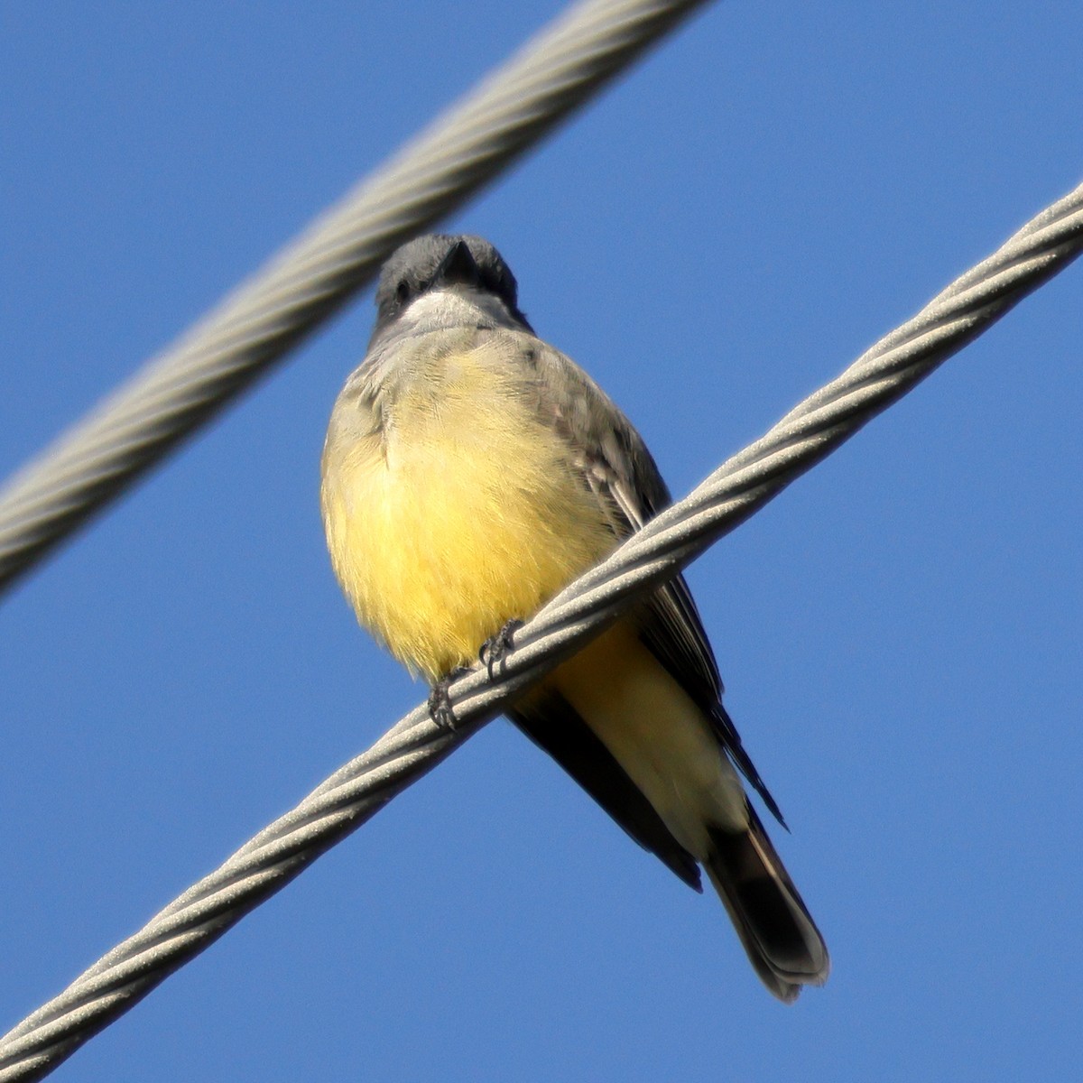 krattkongetyrann - ML647040887