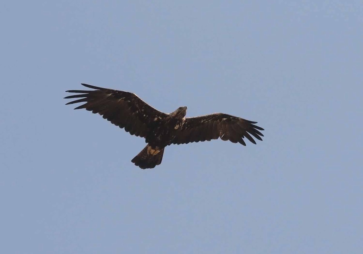 白肩鵰 - ML647040890