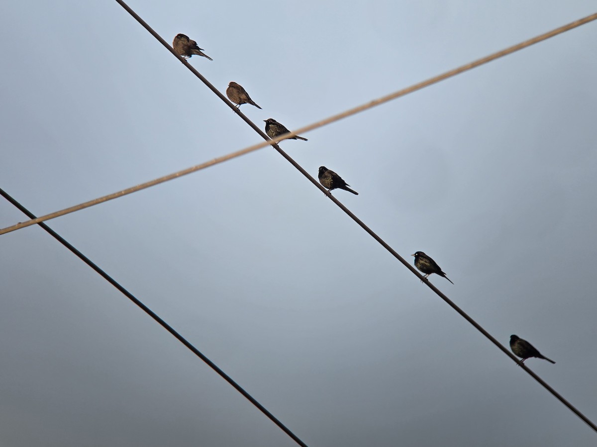 Brewer's Blackbird - ML647040895