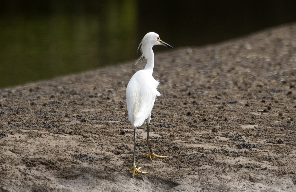 Garceta Nívea - ML647040905