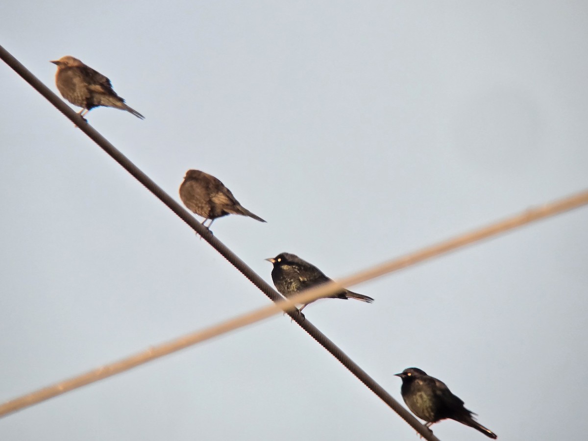Brewer's Blackbird - ML647040906