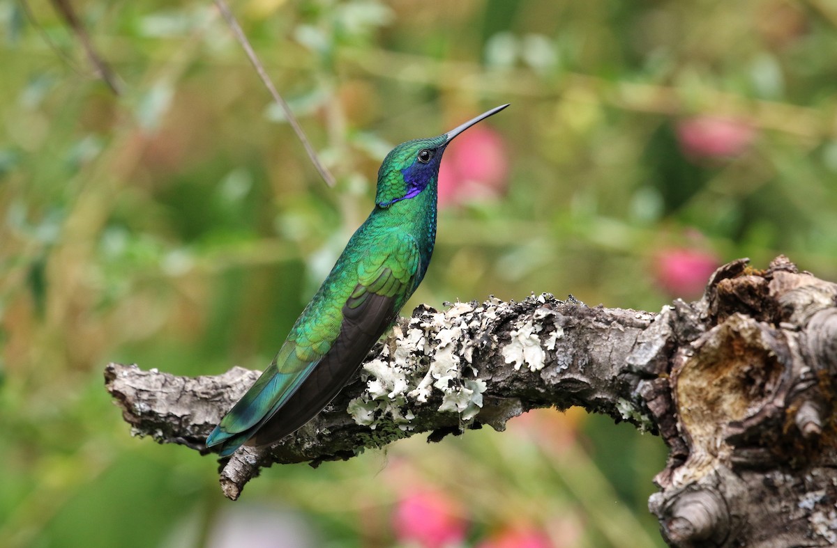 fiolørekolibri - ML647040908