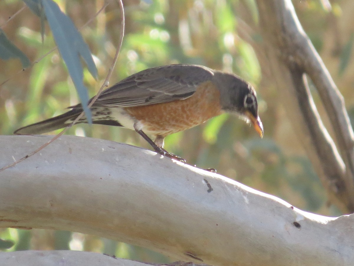 American Robin - ML647040911