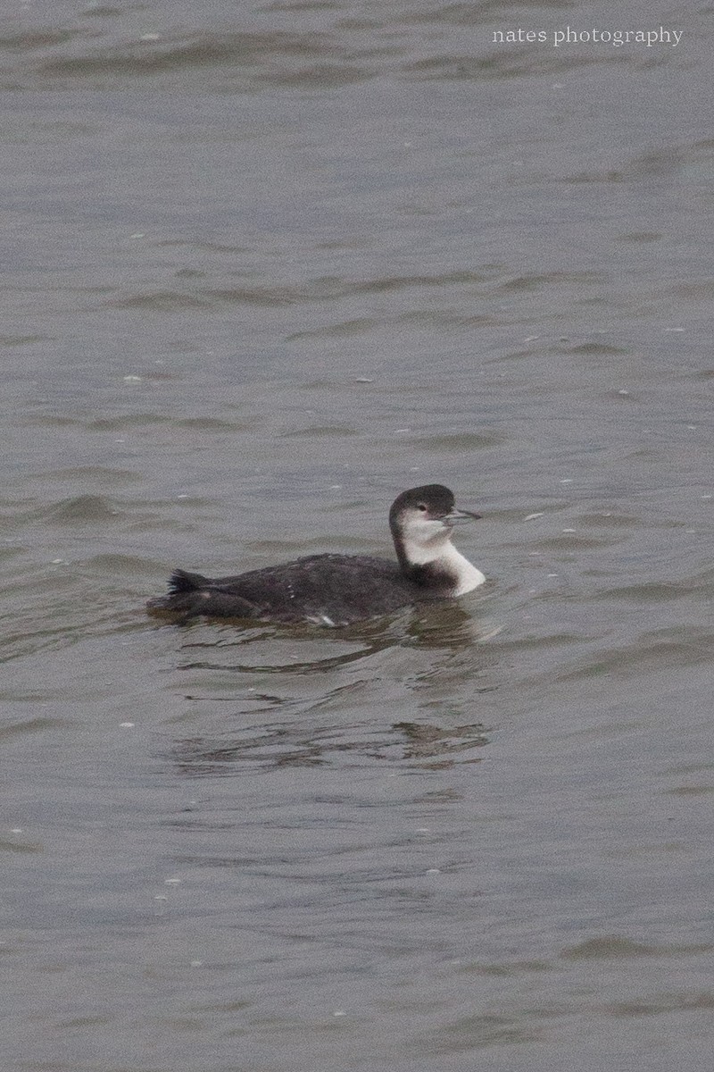 Common Loon - ML647040913