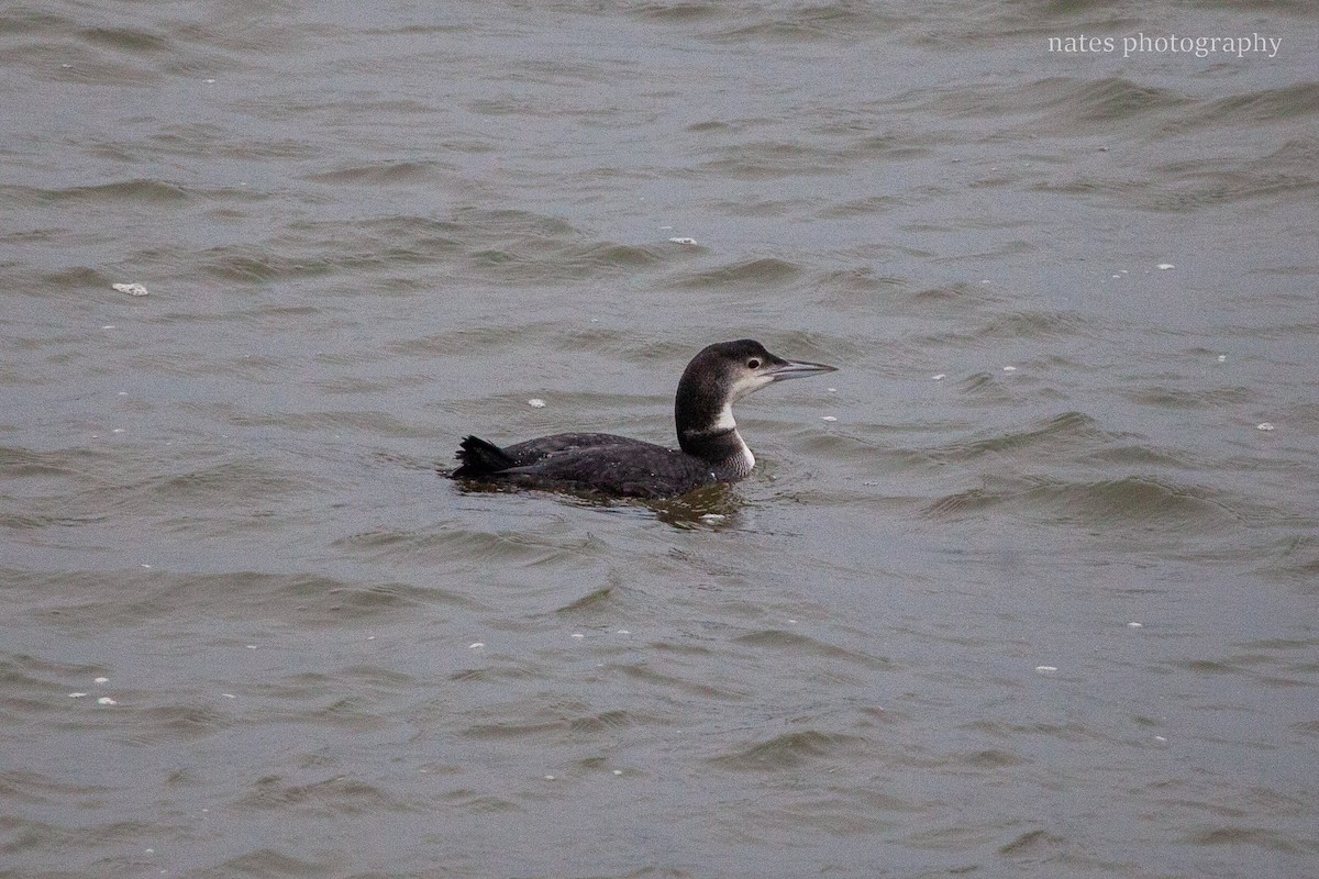 Common Loon - ML647040914