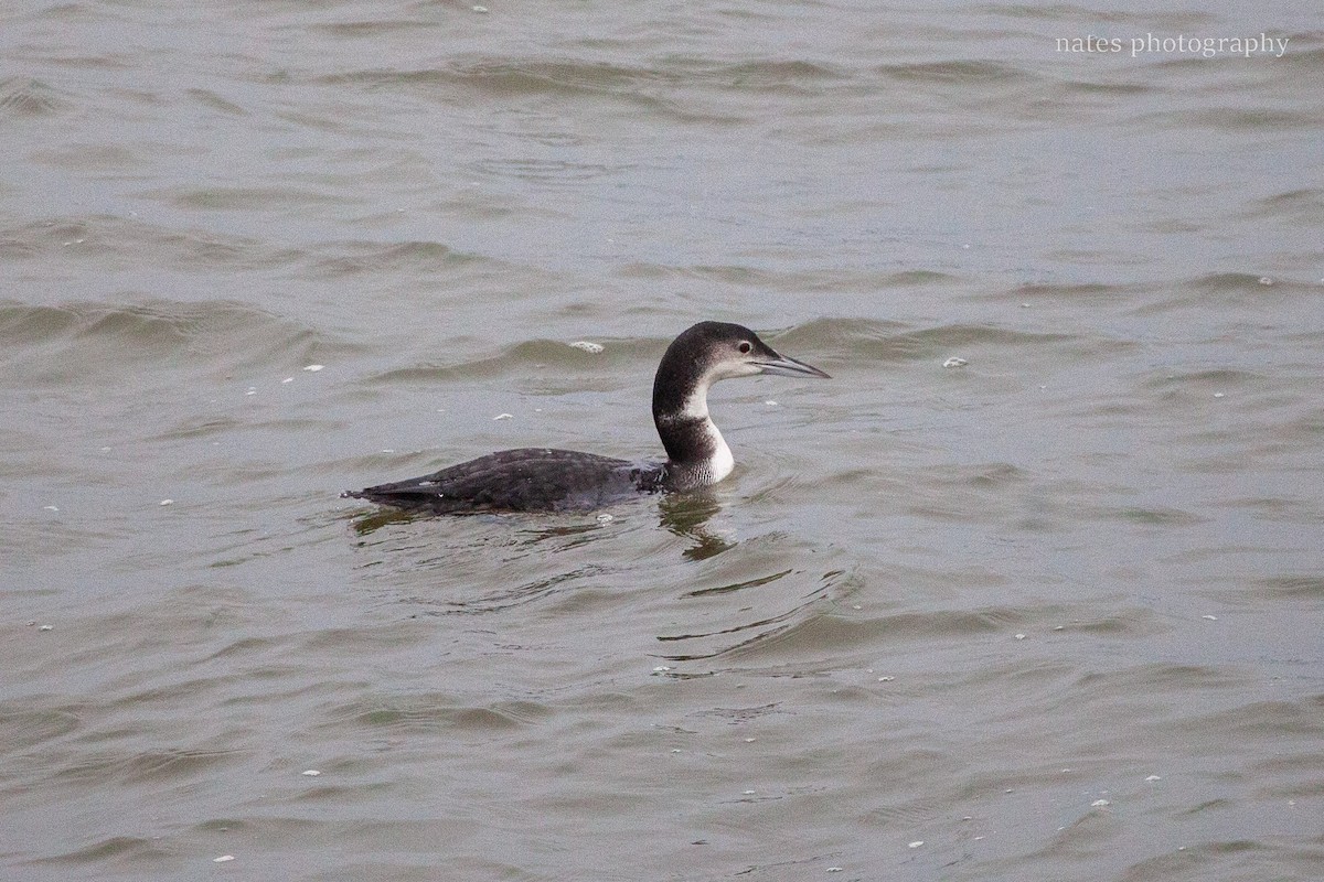 Common Loon - ML647040915