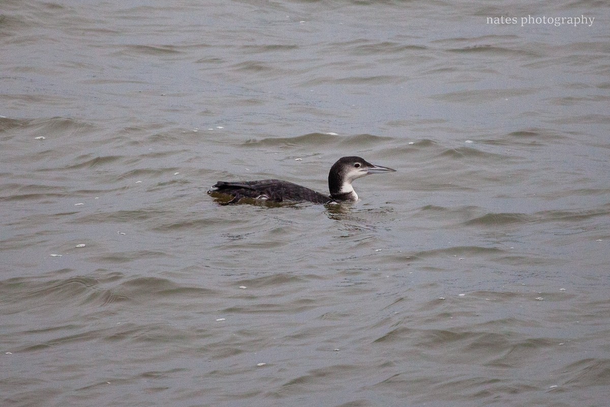 Common Loon - ML647040916