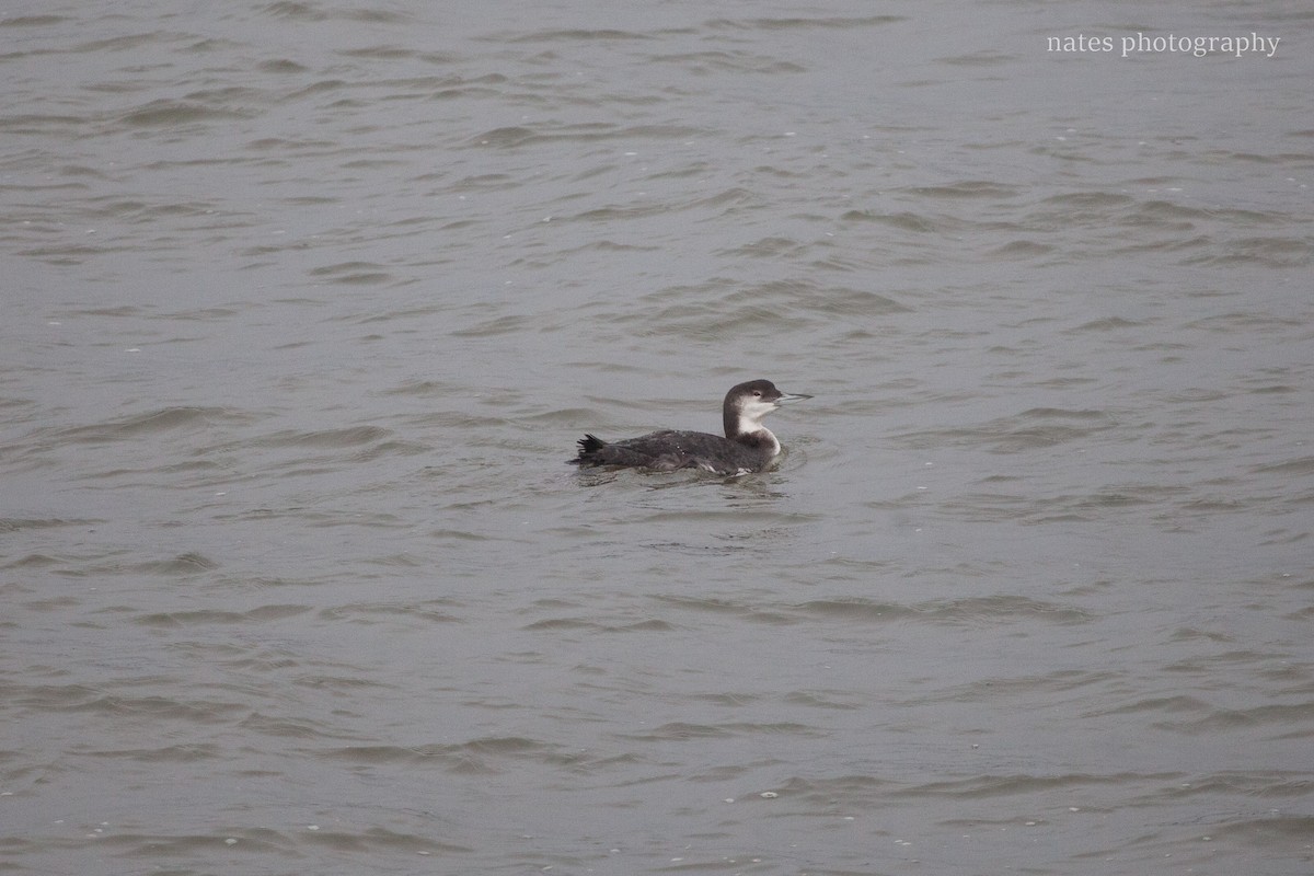 Common Loon - ML647040917
