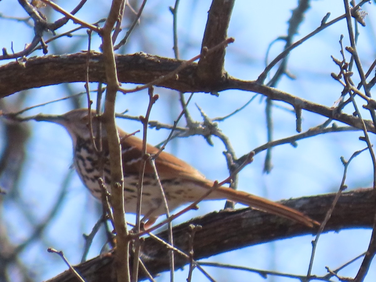 Brown Thrasher - ML647040932