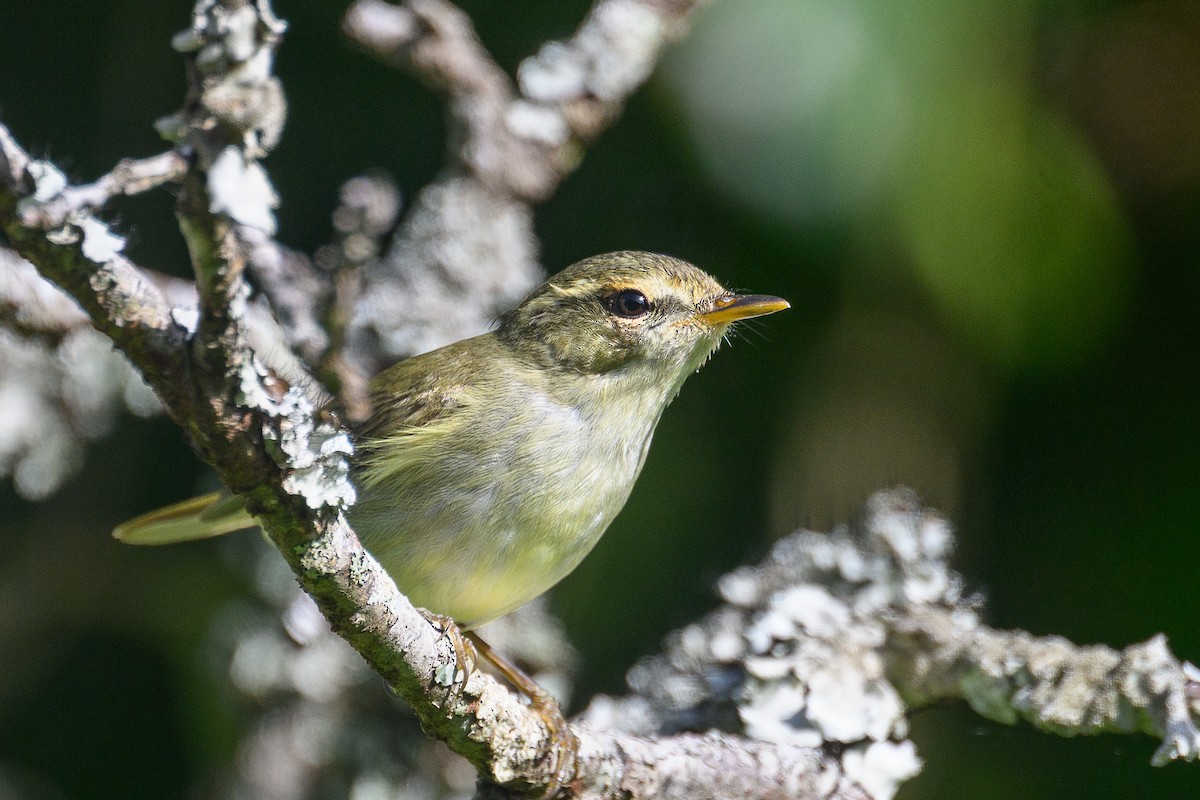 budníček zelený - ML647040933