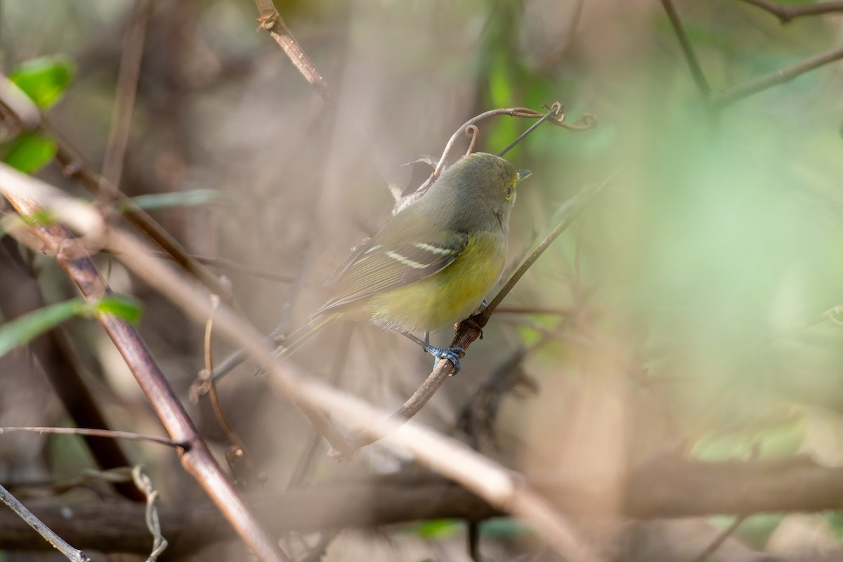 White-eyed Vireo - ML647040937