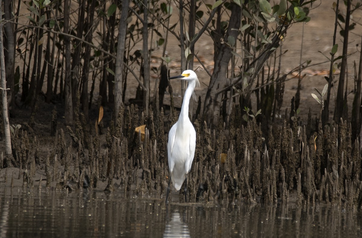 Garceta Nívea - ML647040945
