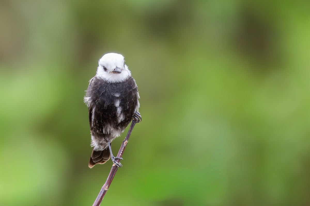 シロガシラタイランチョウ - ML647040953