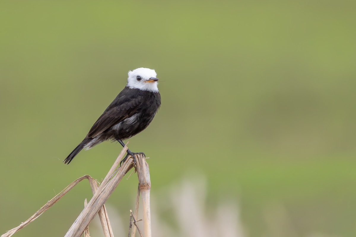 シロガシラタイランチョウ - ML647040954