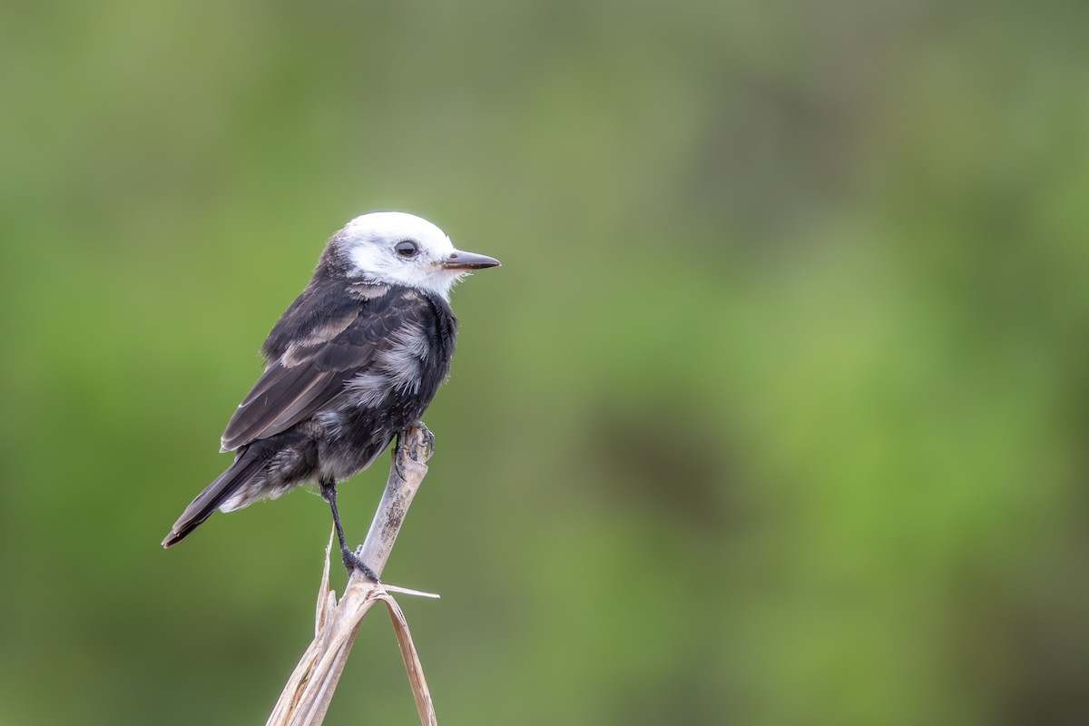 シロガシラタイランチョウ - ML647040955