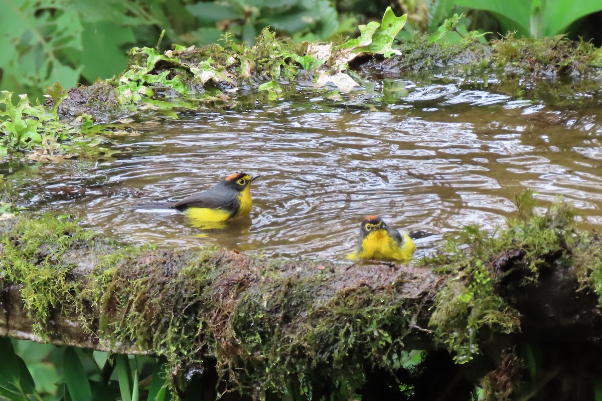 Spectacled Redstart - ML647040957