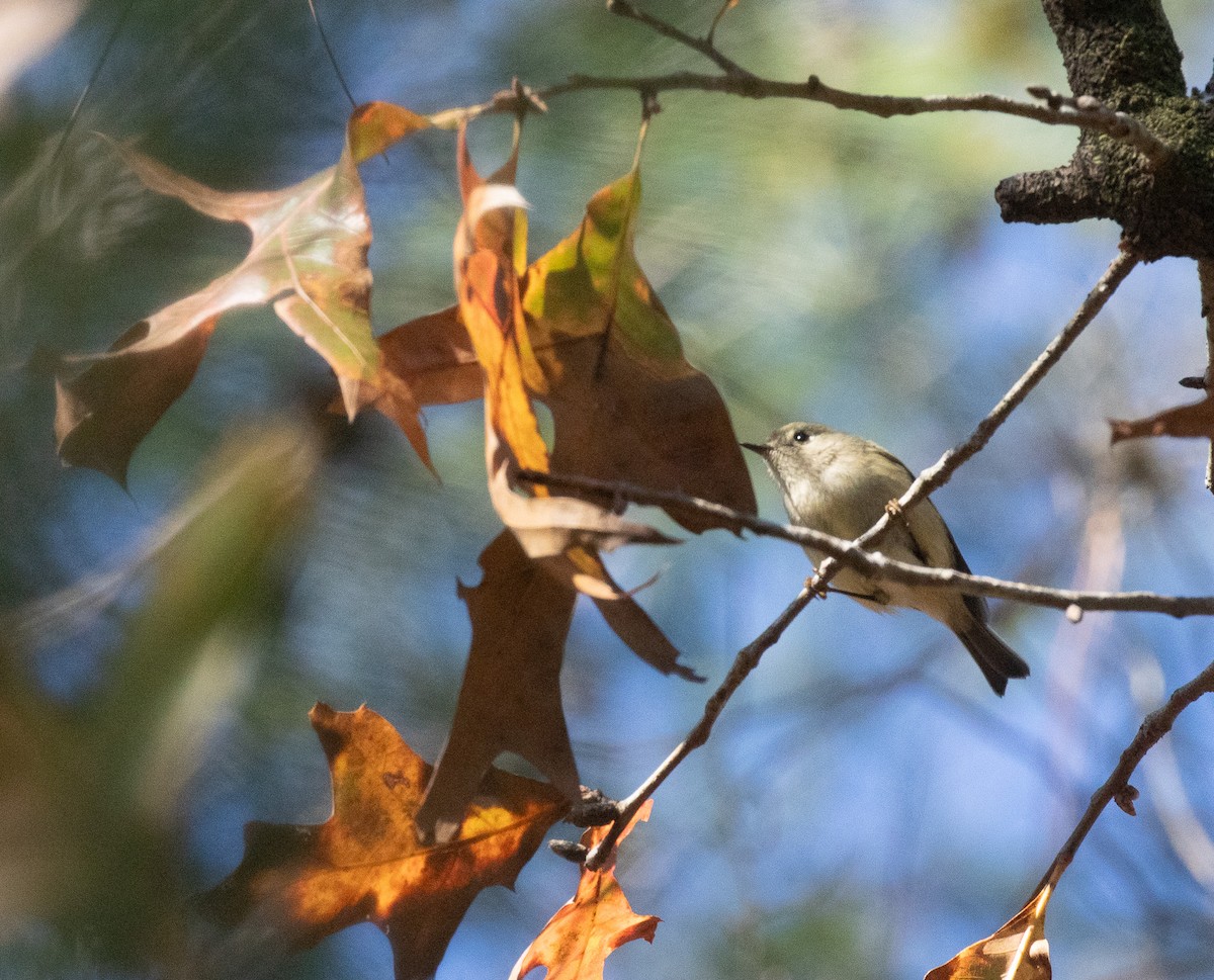 Ruby-crowned Kinglet - ML647040965