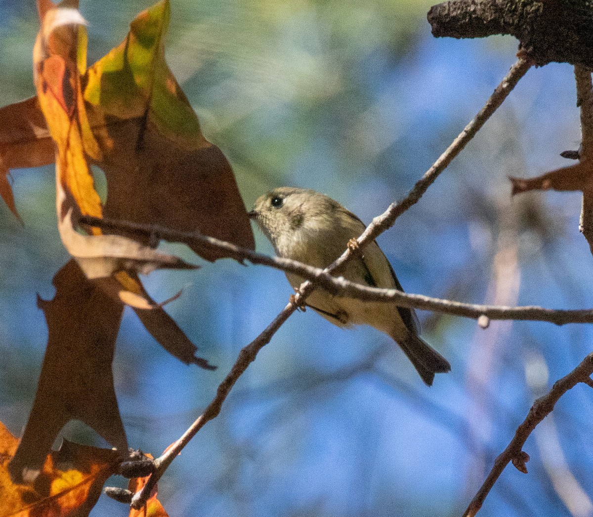 Ruby-crowned Kinglet - ML647040966